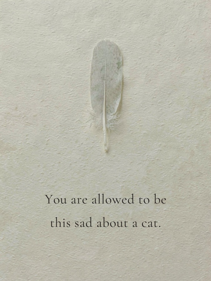You are allowed to be this sad about a cat.