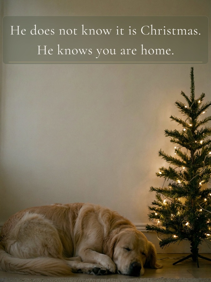 He does not know it is Christmas. He knows you are home.