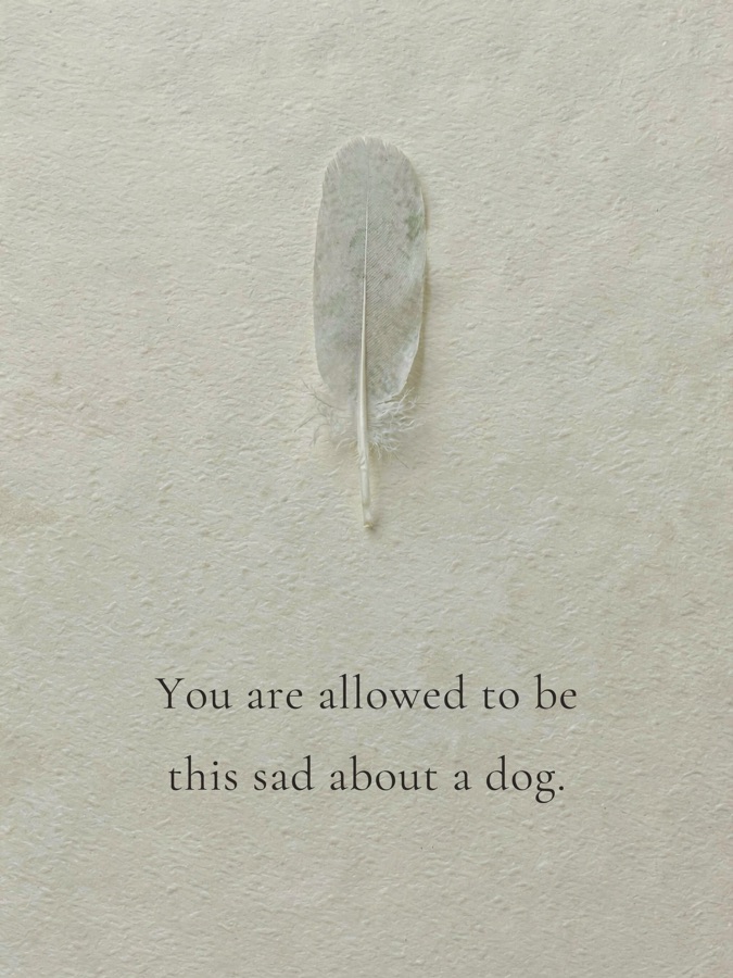 You are allowed to be this sad about a dog.